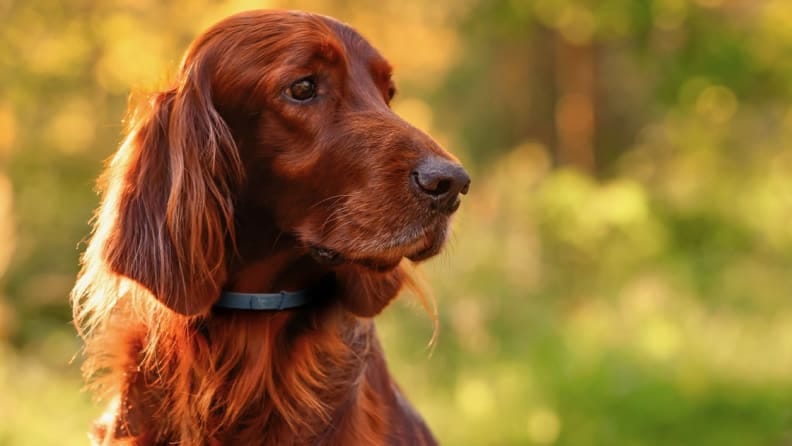 trending dog products